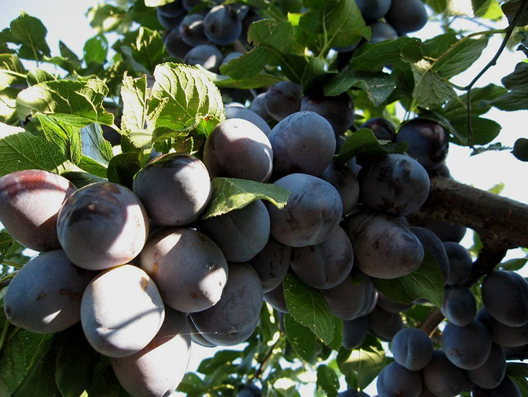 Выращивание сливы: советы от опытных садоводов