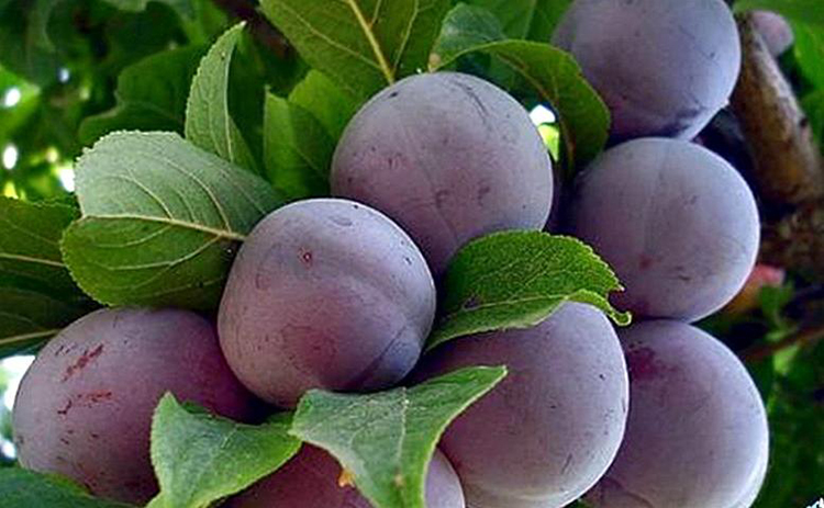 Выращивание сливы: советы от опытных садоводов