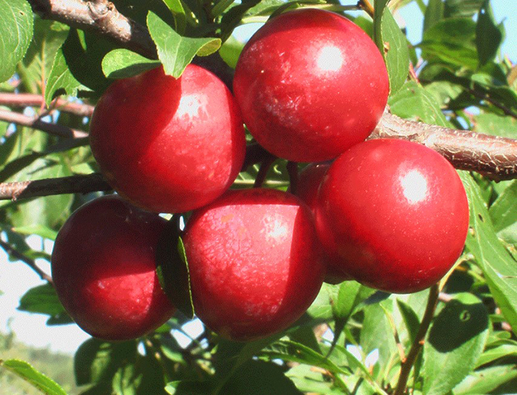 Выращивание сливы: советы от опытных садоводов