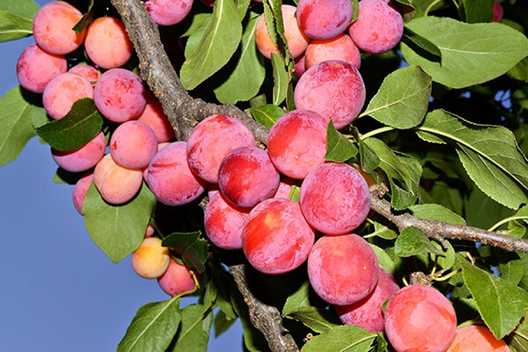 Выращивание сливы: советы от опытных садоводов