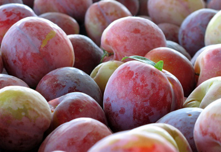 Выращивание сливы: советы от опытных садоводов