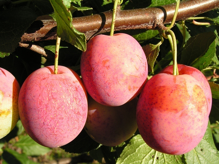 Выращивание сливы: советы от опытных садоводов