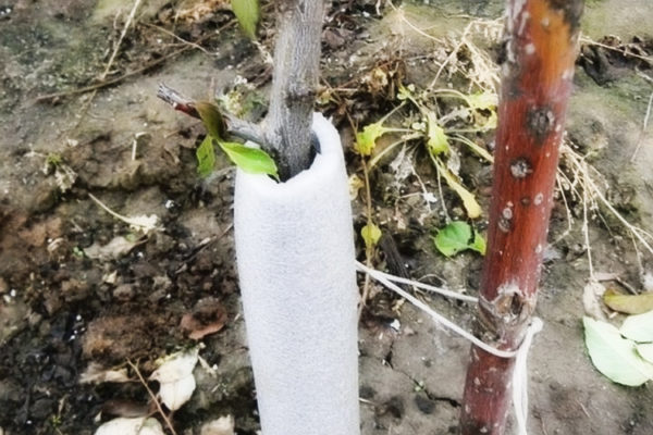 Правильная посадка саженца сливы осенью и весной, уход в последующем