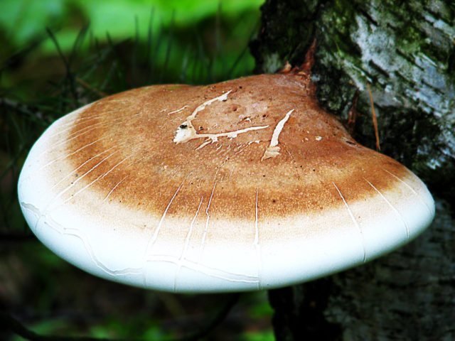 Трутовики: описание гриба, ядовитые или съедобные виды, где растет?
