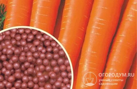 Гранулированные семена моркови имеют диаметр около 2,5-3 мм