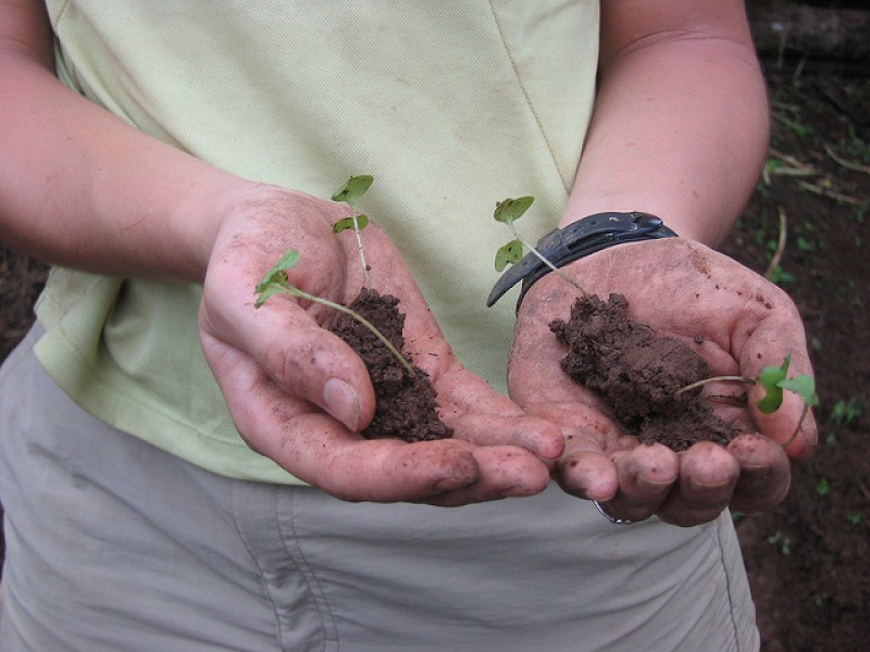 Как правильно пикировать рассаду капусты белокочанной для высадки в открытом грунте
