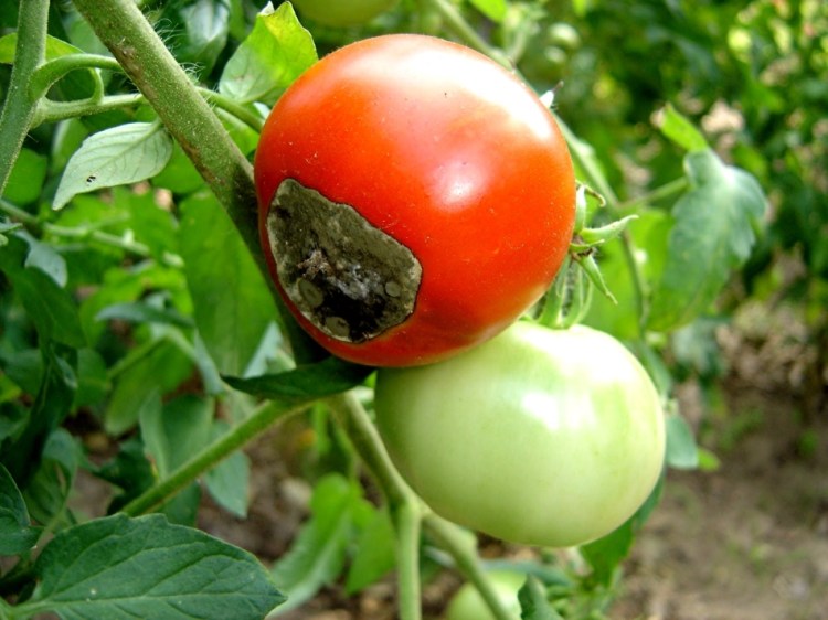 Вершинная гниль способна полностью уничтожить урожай томатов