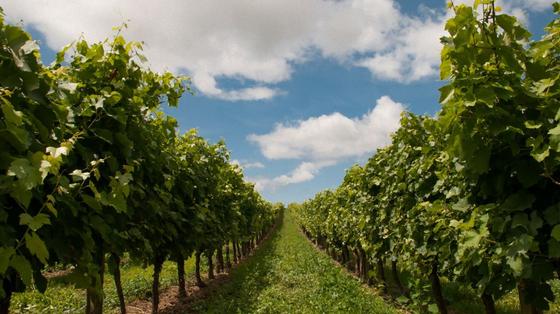 Виноград растет рядами на опорах
