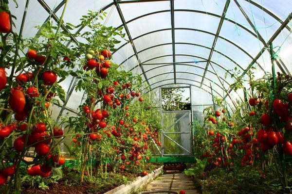Формирование куста томата в теплице является залогом высокого урожая