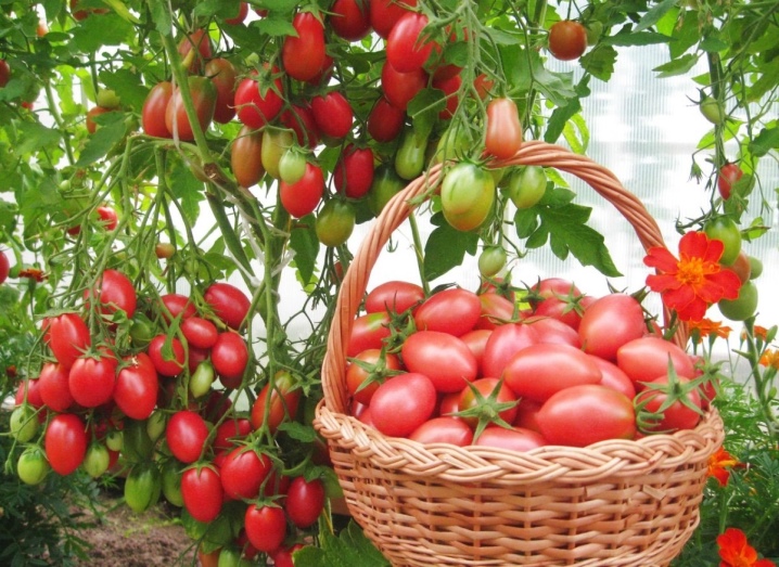 Подкормка томатов нашатырным спиртом: можно ли подкормить помидоры аммиаком и что это дает, а также инструкция как удобрять в открытом грунте с точной дозировкой