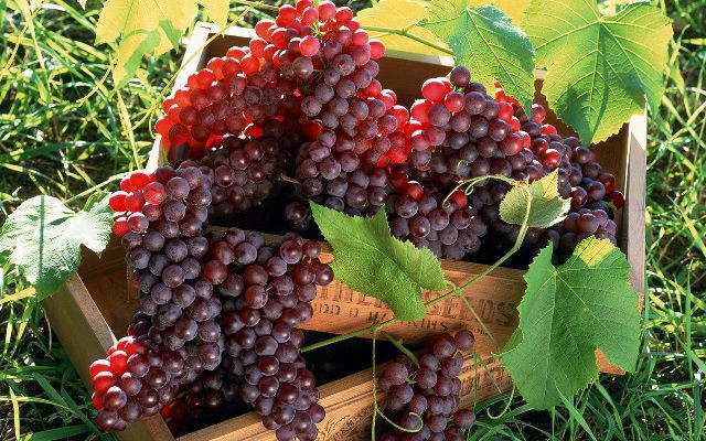 Кишмиш виноград: восточная сладость к русскому столу