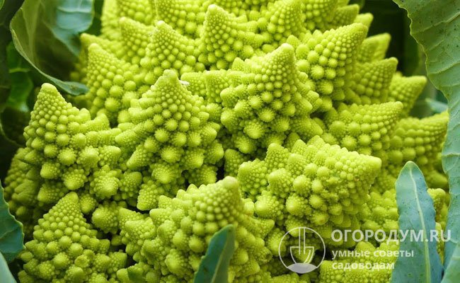 Романеско (на фото) похожа одновременно и на цветную капусту, и на брокколи; за необычную форму соцветий ее называют «коралловой» или «фрактальной»