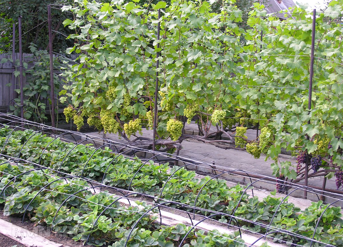 Умный виноградник: как правильно посадить виноград