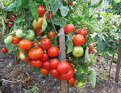 Самые сладкие сорта томатов. Обзор лучших сладких сортов помидоров с описанием и фото