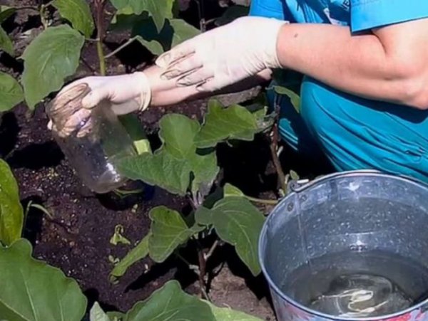 Посадка, пикирование и выращивание рассады баклажан в домашних условиях