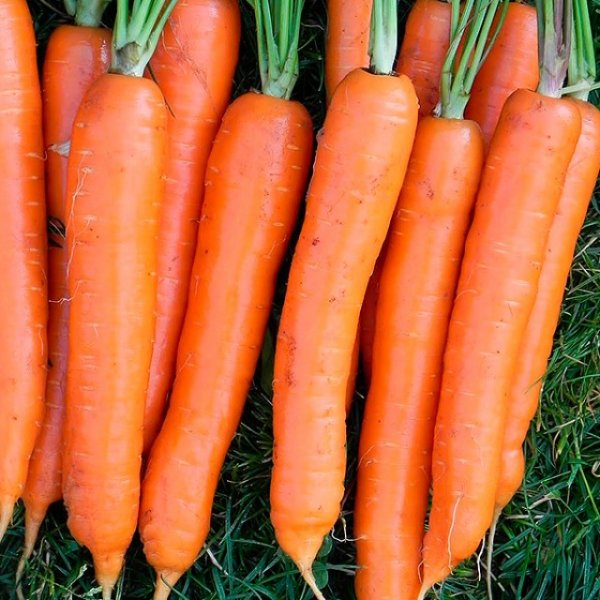 Морковь Осенний король: отзывы об урожайности, фото кустов, описание и характеристика сорта