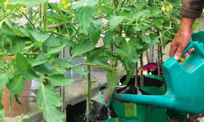 Сульфат калия для томатов: как применять удобрение