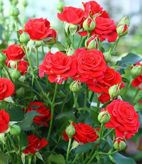 Розовые брызги или розы спрей: описание, сорта, посадка и уход