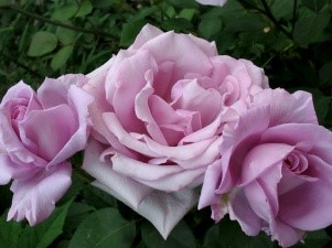 Розовые брызги или розы спрей: описание, сорта, посадка и уход
