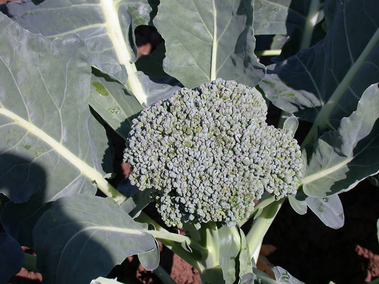 Выращивание капусты брокколи: советы начинающим огородникам