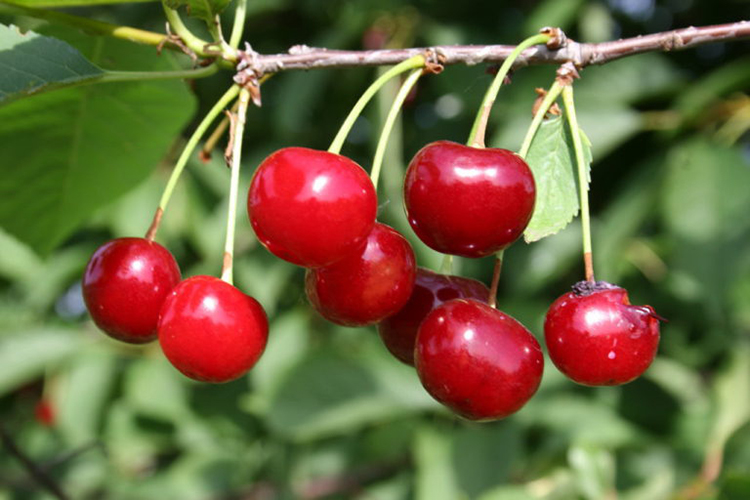 Выращивание вишни: сорта, уход, обрезка кроны, размножение