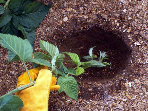 Выращивание садовой ежевики - особенности посадки, размножения и ухода