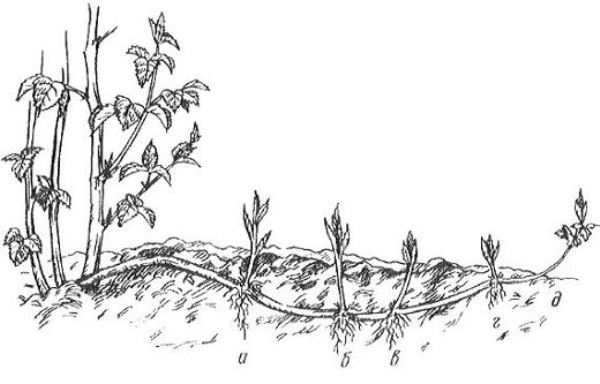 Выращивание садовой ежевики - особенности посадки, размножения и ухода