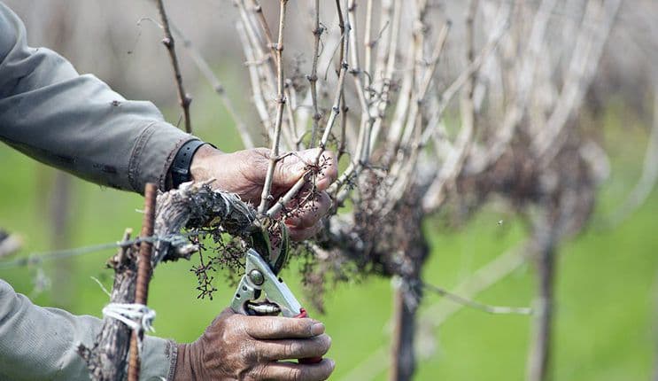 Как обрезать виноград осенью, чтобы был хороший урожай