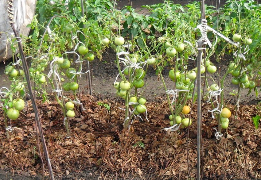 Бордосская смесь для томатов: применение, плюсы и минусы