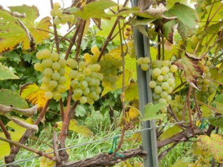 Лучшие сорта неукрывного винограда: описание и характеристики