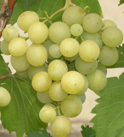 Лучшие сорта неукрывного винограда: описание и характеристики