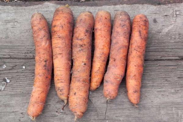 Морковь Самсон: характеристики сорта, фото, уход, урожайность и отзывы
