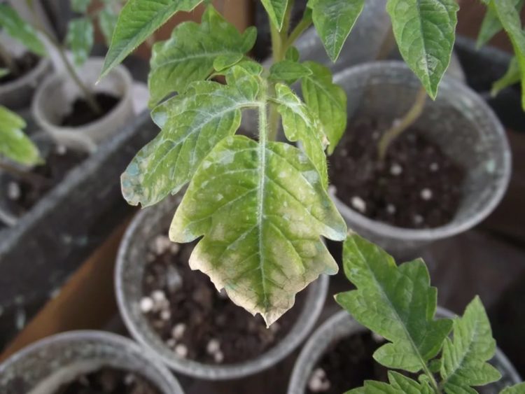 Почему у помидор верхние листья мелкие и скручиваются, что делать