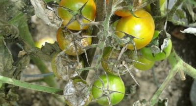 Что поможет спасти помидоры от фитофторы и как бороться с болезнью? Меры профилактики