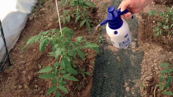 Йод, как удобрение для томатов – супер подкормка для повышения урожая в 2 раза