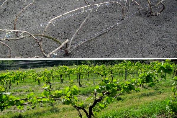 Подвязывание винограда