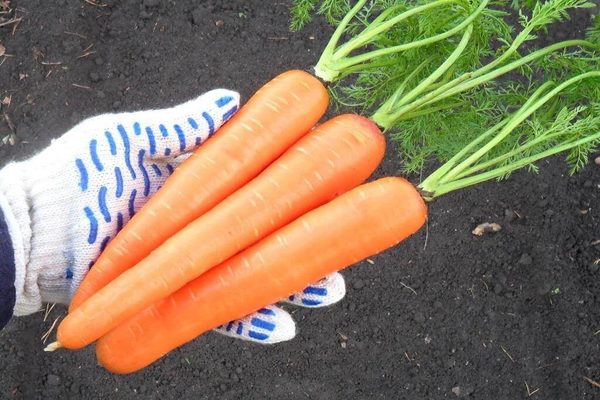 морковь самсон отзывы