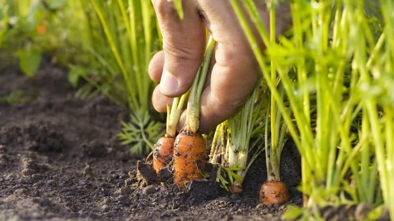 Какие сорта моркови лучше всего подходят для выращивания на Урале