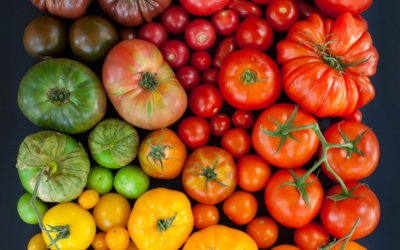 Как понять, что помидоры поражены вершинной гнилью? Описание болезни, способы лечения и профилактика