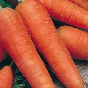Среднеспелый сорт моркови с высокой урожайностью: Московская зимняя А 515