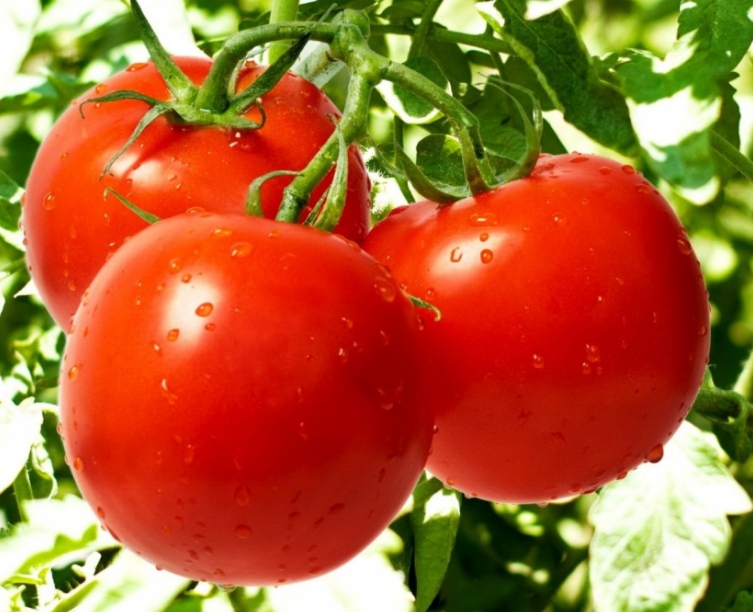Вкусовые качества томатов, выращенных с использованием рассматриваемого состава, существенно улучшаются