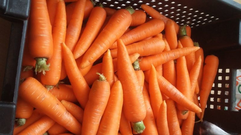 Обзор самых сладких и урожайных сортов и гибридов моркови