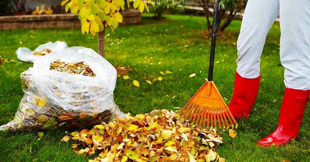 Осенняя обработка сада: эффективные приемы против болезней и вредителей