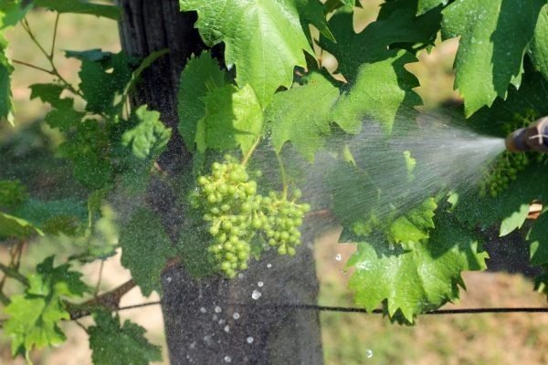 Как правильно обрабатывать и ухаживать за виноградной лозой