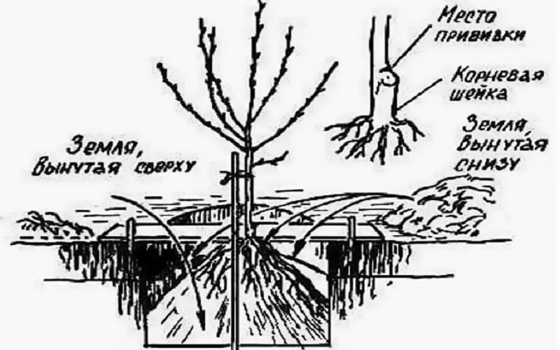 Посадка персика осенью саженцами. Посадка саженцев персика. Посадка персика осенью саженцами. Посадка персика осенью в черноземье. Посадка миндаля саженцы дерева.