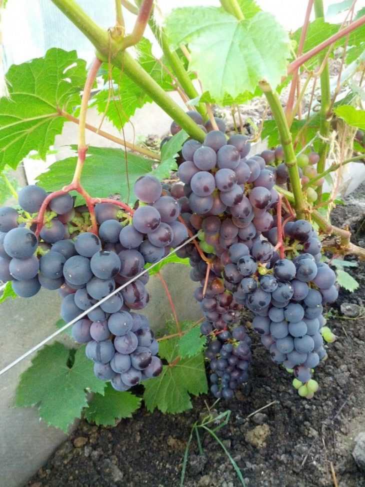 Уход за виноградом: пошаговая инструкция как правильно ухаживать и как правильно выращивать виноград (145 фото)