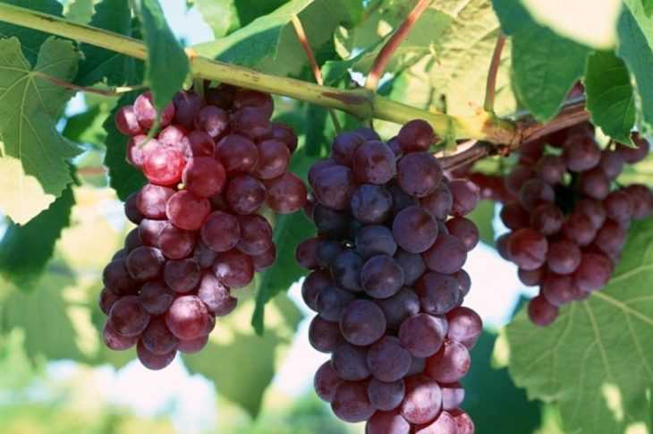 Уход за виноградом: пошаговая инструкция как правильно ухаживать и как правильно выращивать виноград (145 фото)