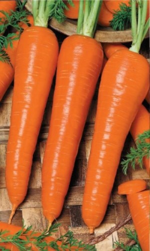 морковь семена лучшие сорта для сибири отзывы