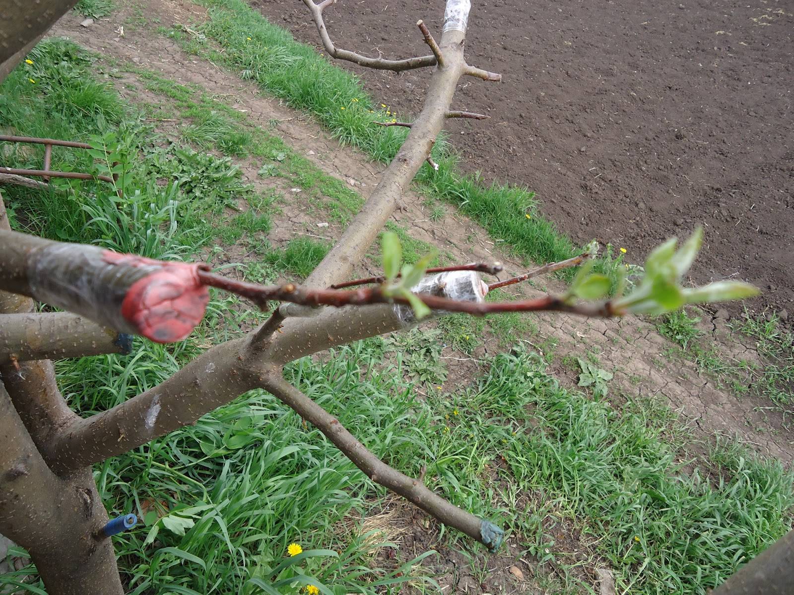 Как привить яблоню к яблоне весной пошагово для начинающих: способы, сроки