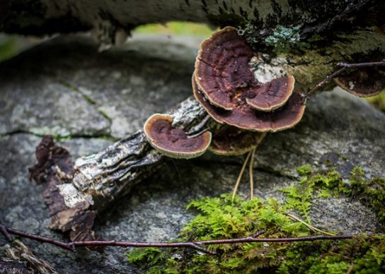 древесные грибы - фотография